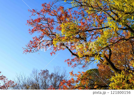 秋晴れを背景に紅葉風景　桜の馬場　城彩苑園内風景「お城まつり(秋のくまもとお城まつり)(竹あかり)」 121800156