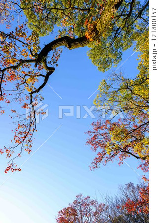 秋晴れを背景に紅葉風景 桜の馬場 城彩苑園内風景「お城まつり(秋のくまもとお城まつり)(竹あかり)」 秋晴れを背景に紅葉風景 桜の馬場 城彩苑園内風景「お城まつり(秋のくまもとお城まつり)(竹あかり)」 121800157