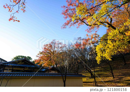 桜の馬場　城彩苑　紅葉景色「お城まつり(秋のくまもとお城まつり)(竹あかり)」 121800158