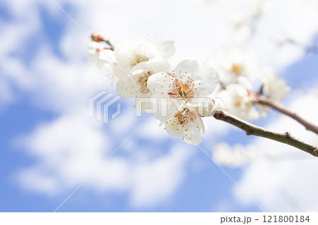 白い梅の花 121800184