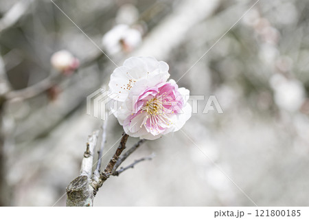 白い梅の花 121800185