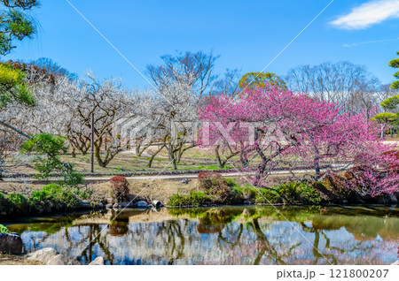 水戸偕楽園　梅林 121800207