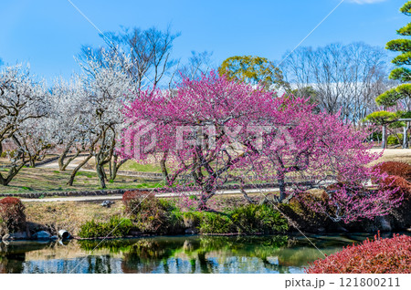 水戸偕楽園 梅林 水戸偕楽園 梅林 121800211