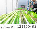 Fresh vegetables in hydroponic greenhouse farm 121800492