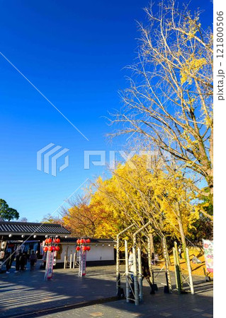 秋晴れを背景に紅葉風景　桜の馬場　城彩苑園内風景「お城まつり(秋のくまもとお城まつり)(竹あかり)」 121800506