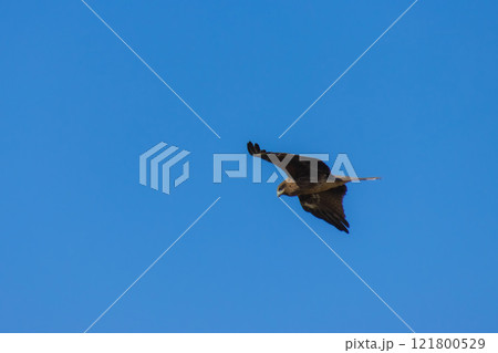 飛翔する鳶 飛翔する鳶 121800529