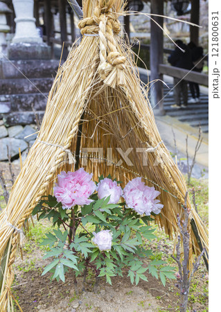 雪囲いの冬牡丹 雪囲いの冬牡丹 121800631