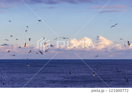 大船渡市碁石海岸とウミネコ 121800772