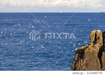大船渡市碁石海岸とウミネコ 121800776