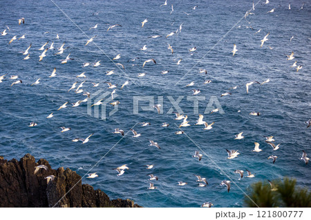 大船渡市碁石海岸とウミネコ 大船渡市碁石海岸とウミネコ 121800777