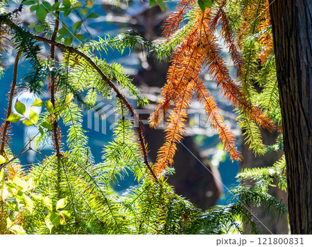 秋の景色　紅葉が始まったメタセコイア 121800831