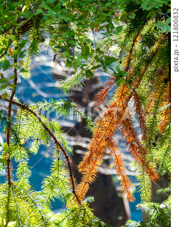 秋の景色　紅葉が始まったメタセコイア 121800832