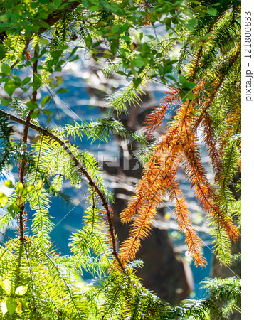 秋の景色　紅葉が始まったメタセコイア 121800833
