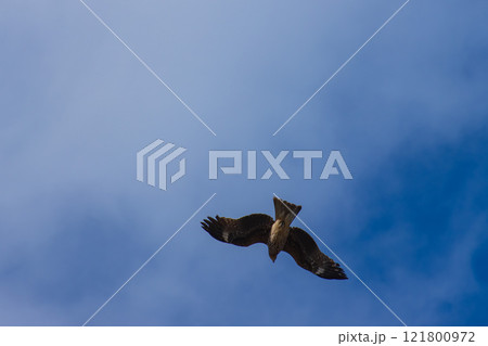飛翔する鳶 飛翔する鳶 121800972
