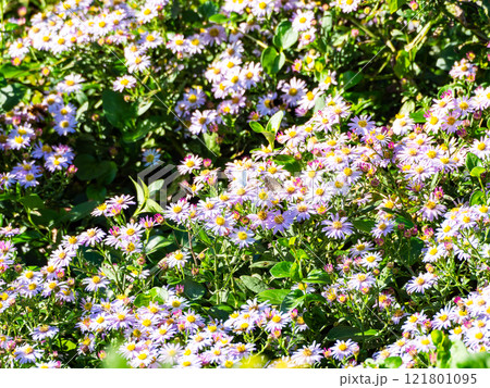 秋の花壇　満開のかわいいノコンギクと蜜を吸いに来たチョウやハチたち 121801095