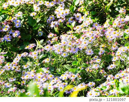 秋の花壇 満開のかわいいノコンギクと蜜を吸いに来たチョウやハチたち 秋の花壇 満開のかわいいノコンギクと蜜を吸いに来たチョウやハチたち 121801097