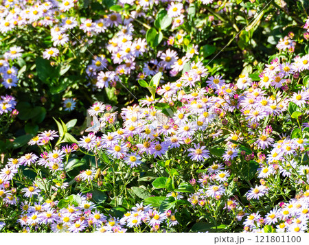 秋の花壇 満開のかわいいノコンギクと蜜を吸いに来たチョウやハチたち 秋の花壇 満開のかわいいノコンギクと蜜を吸いに来たチョウやハチたち 121801100