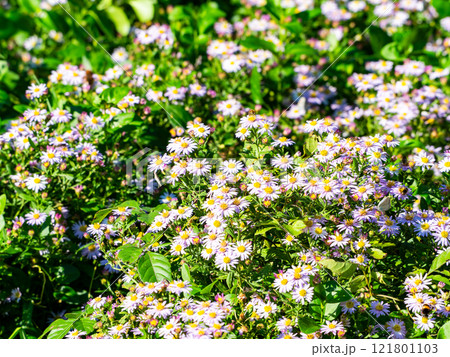 秋の花壇　満開のかわいいノコンギクと蜜を吸いに来たチョウやハチたち 121801103