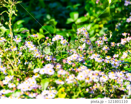 秋の花壇　満開のかわいいノコンギクと蜜を吸いに来たチョウやハチたち 121801110
