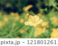 yellow flower 121801261