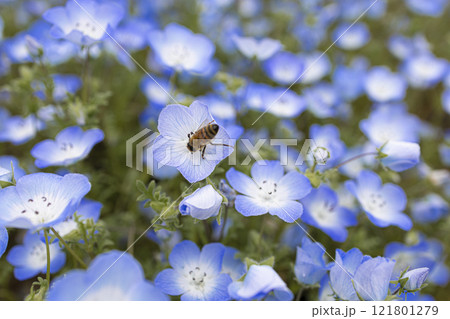 ネモフィラの花とみつばち ネモフィラの花とみつばち 121801279