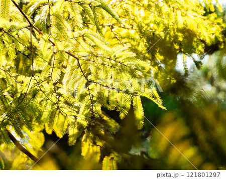 秋の陽に黄金色に輝くメタセコイアの美しい葉 秋の陽に黄金色に輝くメタセコイアの美しい葉 121801297