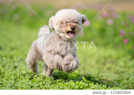 走っているトイプードル 走っているトイプードル 121802004
