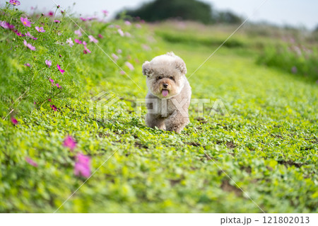 走っているトイプードル 121802013