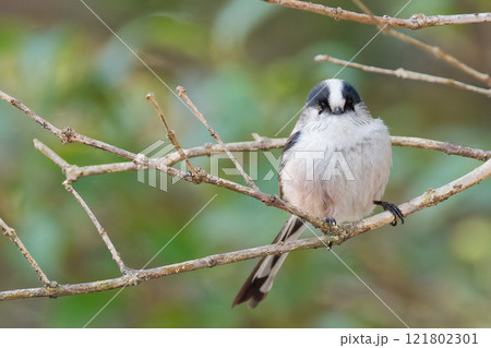 冬のエナガ 121802301
