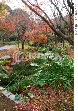 紅葉と竹林のある散策路 紅葉と竹林のある散策路 121802446