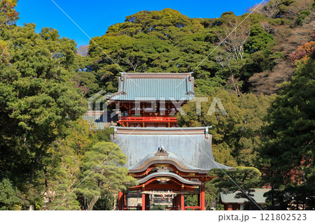 神奈川　湘南　鎌倉　鶴岡八幡宮 121802523