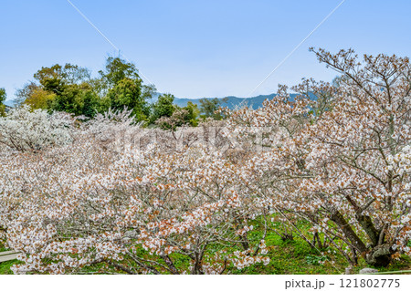 京都 仁和寺 御室桜 京都 仁和寺 御室桜 121802775