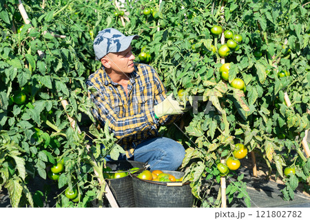 Skilled farmer harvesting unripe tomatoes on farm field 121802782