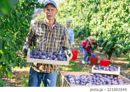 Worker standing with box full of plums in plantation Worker standing with box full of plums in plantation 121802849