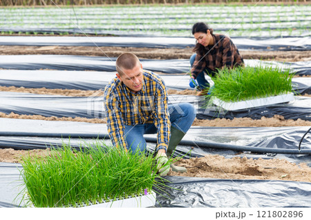 Male gardener planting seedlings of garlic at a farm Male gardener planting seedlings of garlic at a farm 121802896