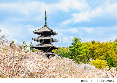 京都 仁和寺　御室桜越しに見る五重塔 121802965