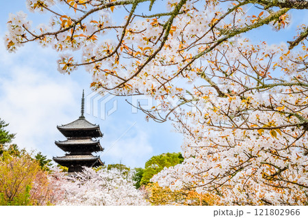 京都 仁和寺　御室桜越しに見る五重塔 121802966