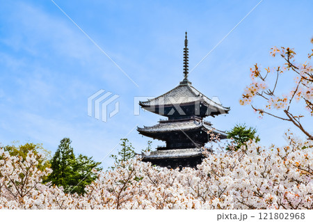 京都 仁和寺 御室桜越しに見る五重塔 京都 仁和寺 御室桜越しに見る五重塔 121802968