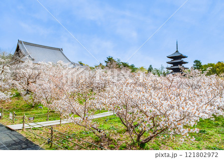 京都 仁和寺 御室桜越しに見る五重塔 京都 仁和寺 御室桜越しに見る五重塔 121802972