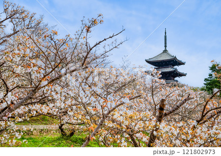 京都 仁和寺　御室桜越しに見る五重塔 121802973