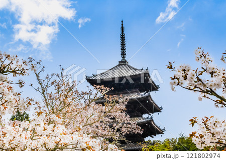 京都 仁和寺　御室桜越しに見る五重塔 121802974