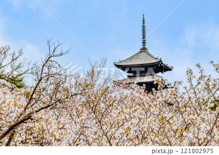 京都 仁和寺　御室桜越しに見る五重塔 121802975