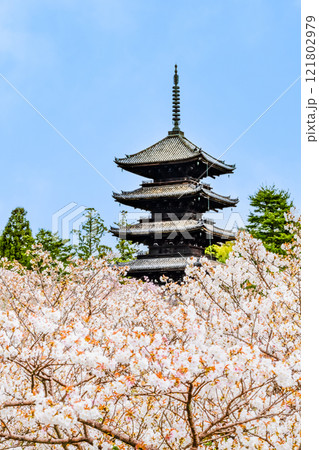 京都 仁和寺 御室桜越しに見る五重塔 京都 仁和寺 御室桜越しに見る五重塔 121802979