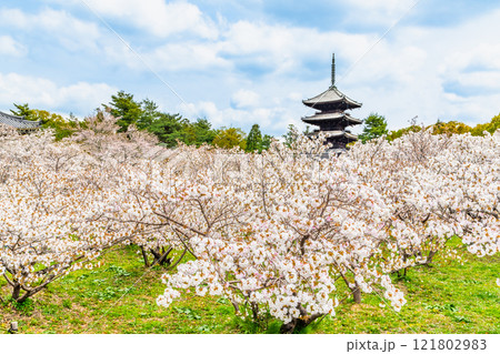 京都 仁和寺　御室桜越しに見る五重塔 121802983