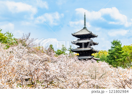 京都 仁和寺 御室桜越しに見る五重塔 京都 仁和寺 御室桜越しに見る五重塔 121802984