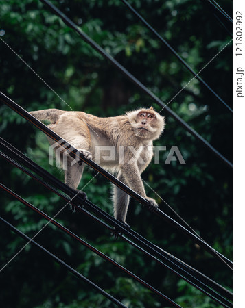 Monkey navigating electrical wires in a lush green environment during the day 121802992