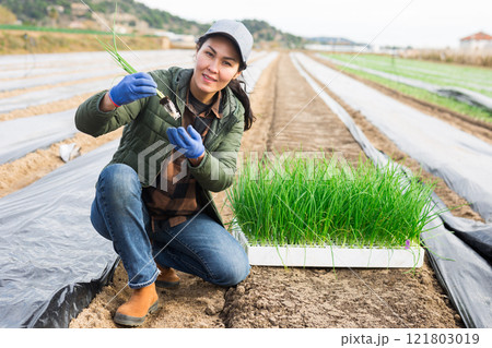 Asian woman planting onion seedlings into cover film holes in farm field Asian woman planting onion seedlings into cover film holes in farm field 121803019