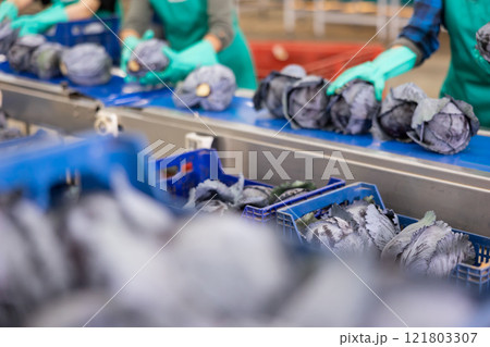 Red cabbage heads on vegetable sorting line in packaging factory 121803307