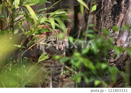 藪から覗くツシマヤマネコ 藪から覗くツシマヤマネコ 121803331
