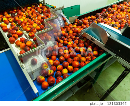 Cleaning and sorting peaches in factory automated line Cleaning and sorting peaches in factory automated line 121803365
